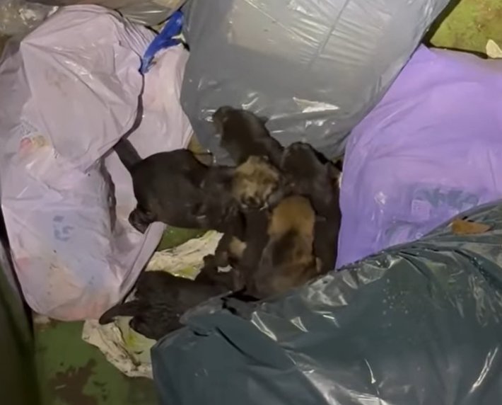 Cinco cachorros rescatados de un contenedor de basura en Palencia