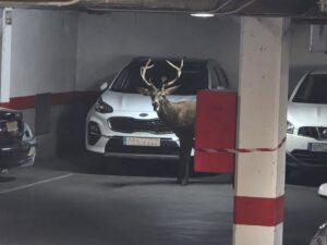 Un ciervo en un aparcamiento del centro de Zamora