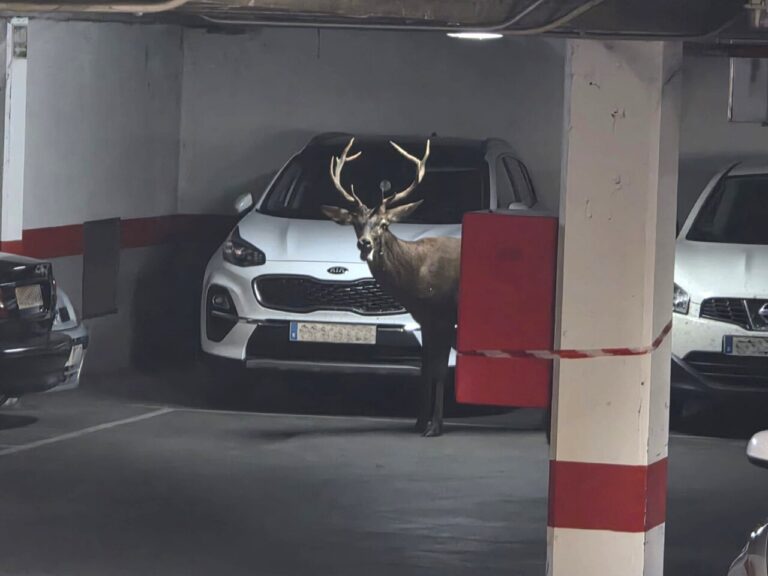 Un ciervo en un aparcamiento del centro de Zamora