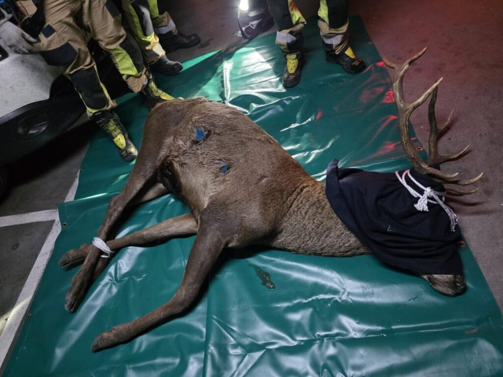 Ciervo desorientado atrapado con dardos tranquilizantes en aparcamiento