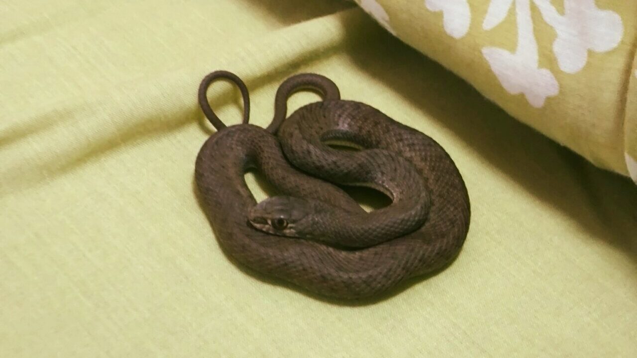 Culebra enredada entre las sábanas en una cama