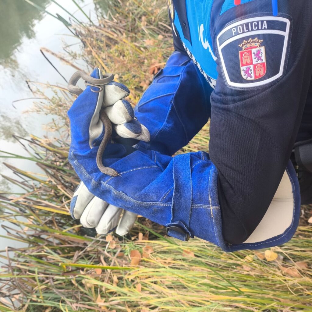 Agente sosteniendo una culebra en un entorno natural