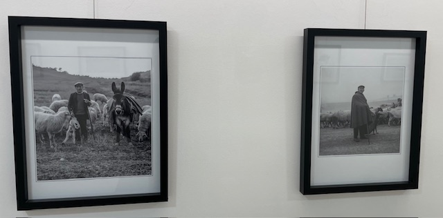 Fotografía en blanco y negro de pastores con ovejas en una exposición