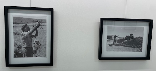 Fotografías en blanco y negro de labores agrarias en Dueñas