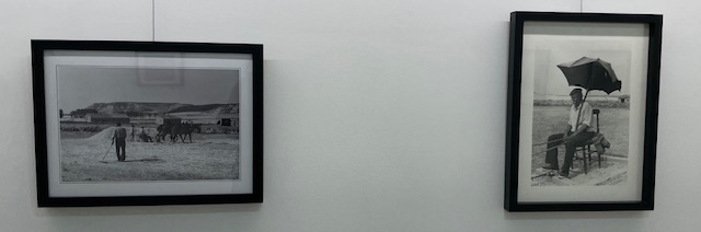 Fotografías antiguas de labores agrarias en Dueñas