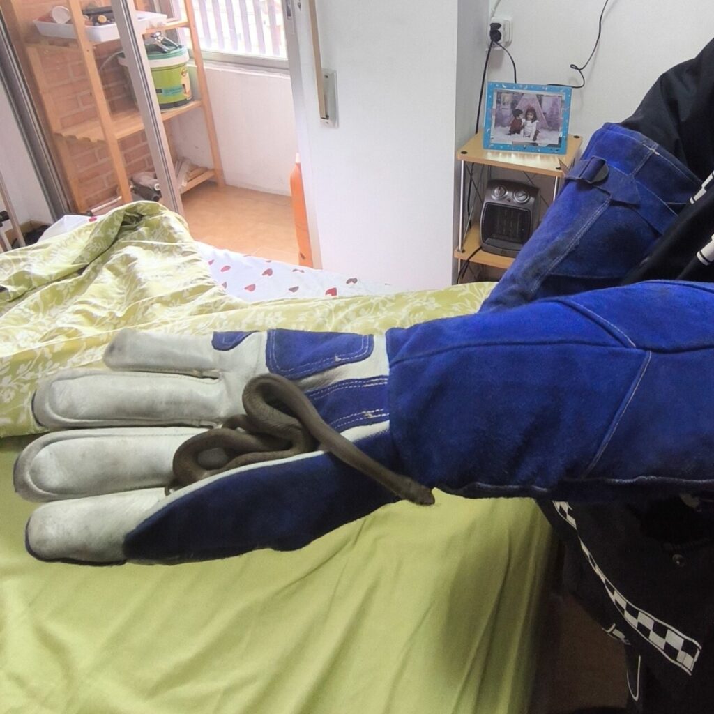 Culebra siendo sostenida con guantes en una habitación