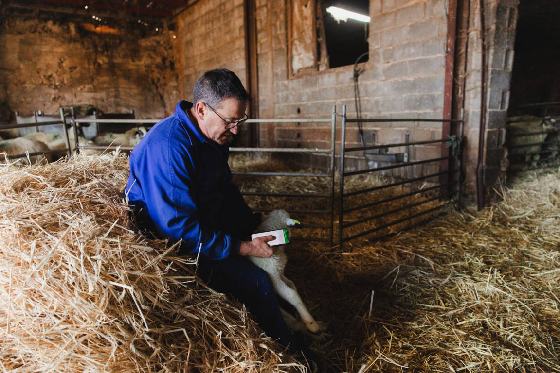 Hombre revisando un lechazo en una granja de Castilla y León