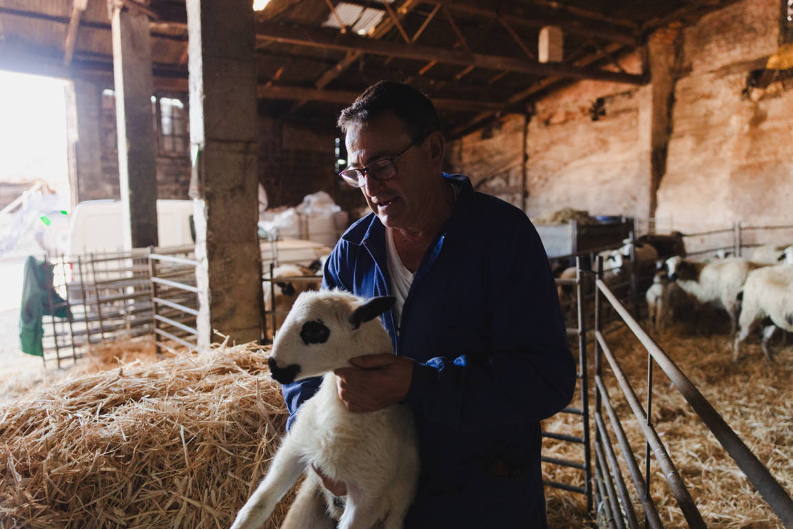 Hombre sosteniendo un lechazo en una granja de Castilla y León