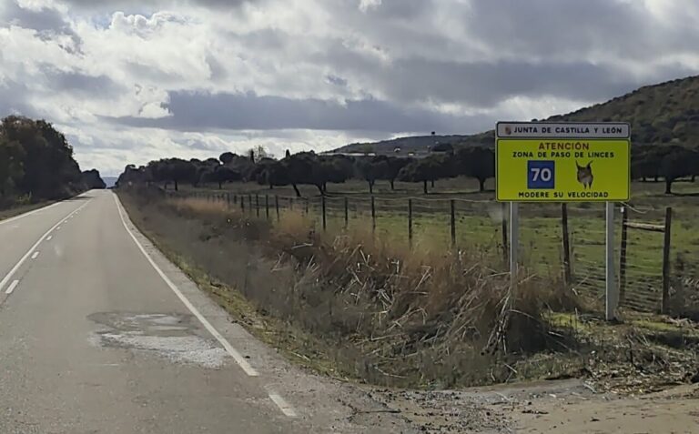 Señal de advertencia de linces en carretera del Cerrato