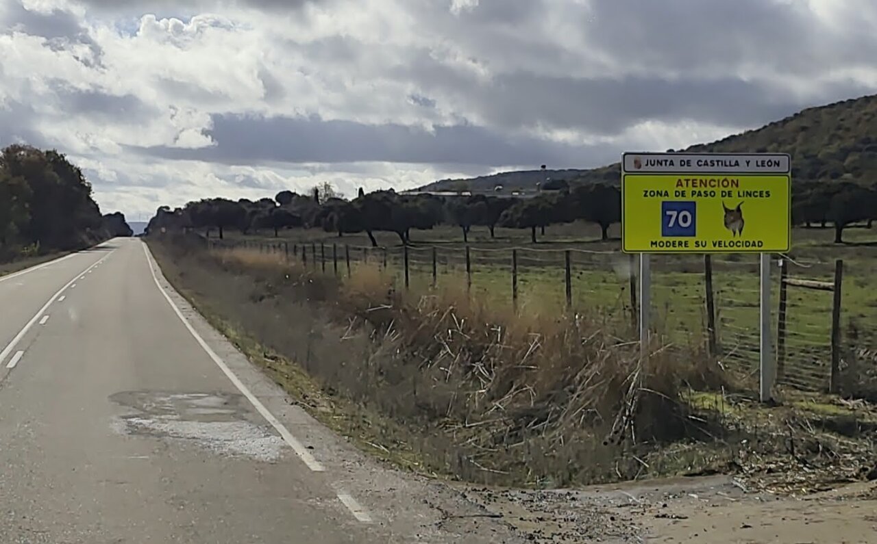 Señal de advertencia de linces en carretera del Cerrato