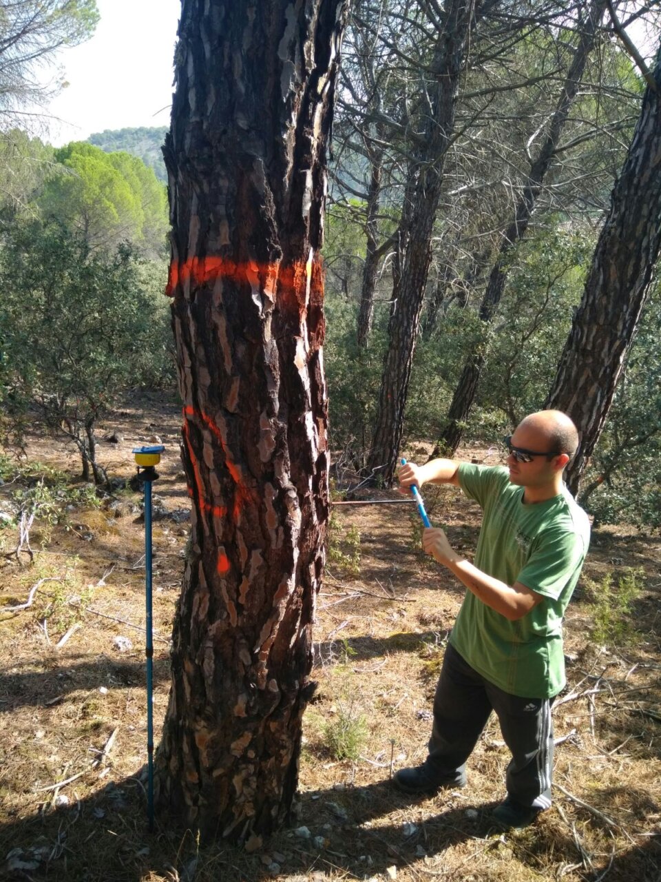 Estudiante midiendo un árbol en un entorno forestal durante prácticas