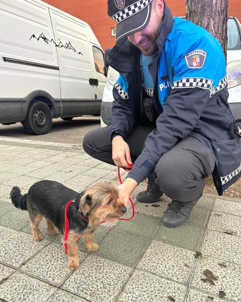 Perro Yorkshire llamado Luna con un policía en Palencia