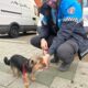Perro Yorkshire llamado Luna con un policía en Palencia