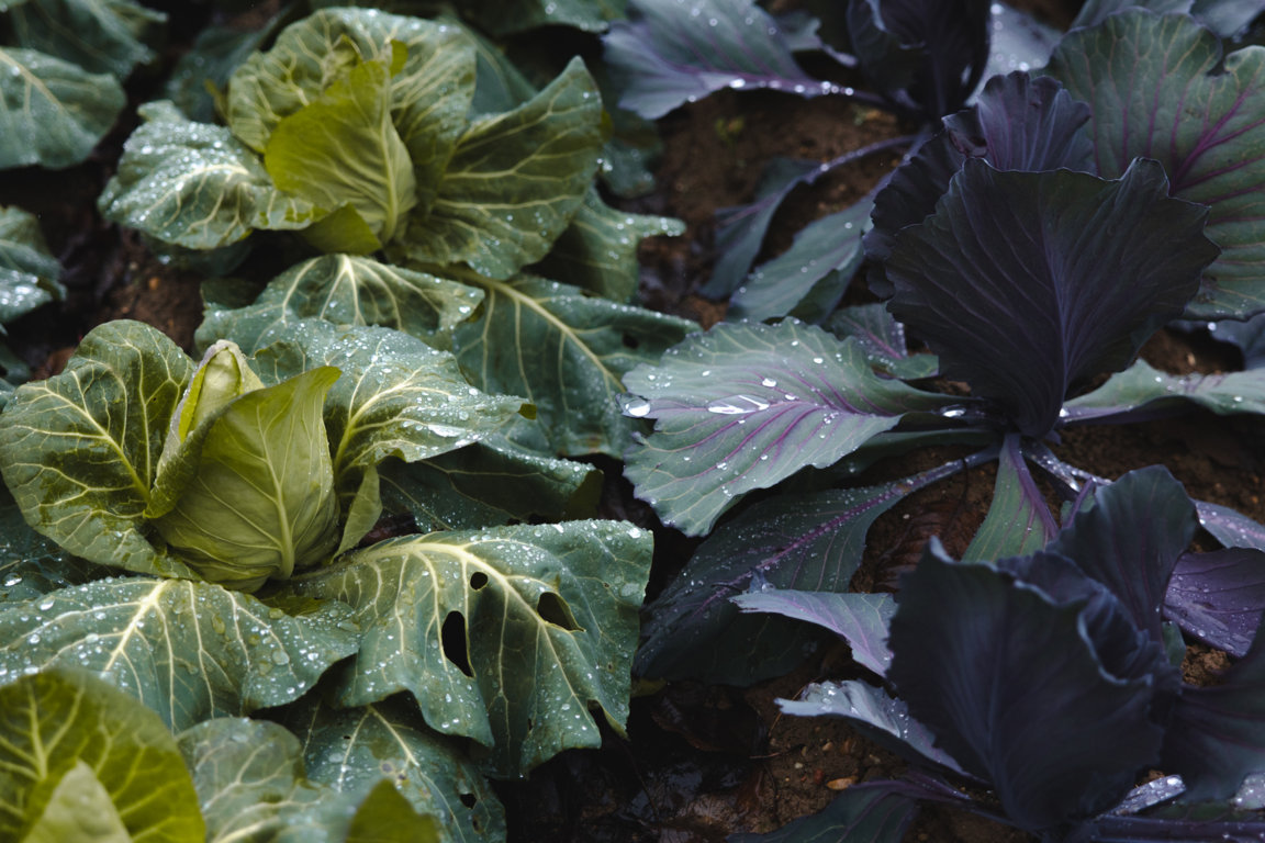 Huerta con repollos verdes y morados en el Cerrato Palentino