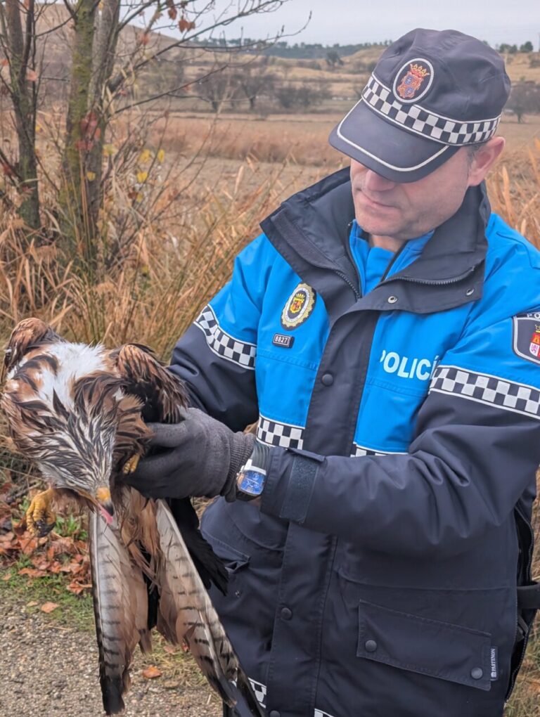 Policía local sostiene un milano real rescatado en el campo