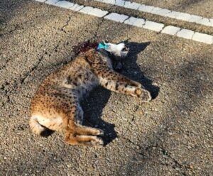 Lince ibérico muerto en la carretera P-405 en Villajimena.