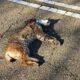 Lince ibérico muerto en la carretera P-405 en Villajimena.