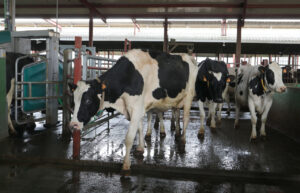 Vacas lecheras en las instalaciones