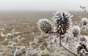 Planta cubierta de escarcha en un paisaje nevado