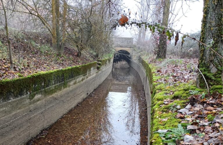Vista del canal norte de La Nava rodeado de vegetación
