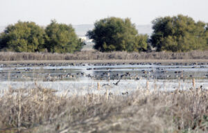 Vista de la Laguna de Fuentes de Nava con aves en el agua