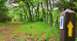 Sendero en Barruelo de Santullán rodeado de árboles verdes