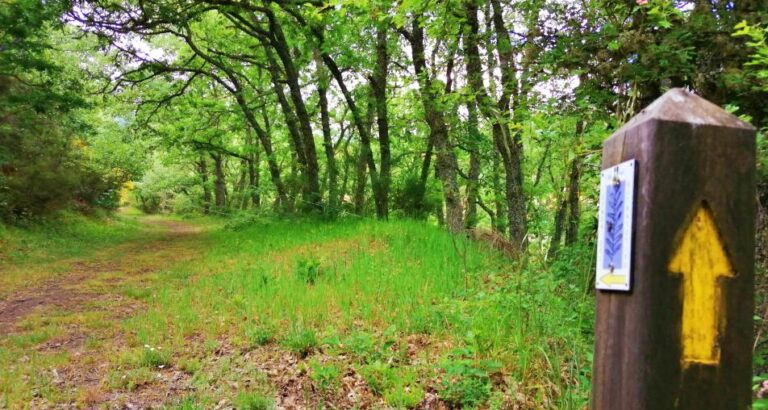 Sendero en Barruelo de Santullán rodeado de árboles verdes