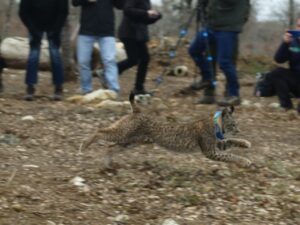 Lince ibérico corriendo durante su liberación en el Cerrato Palentino