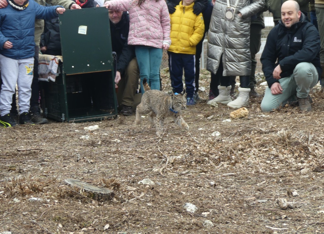 Lince ibérico liberado en el Cerrato Palentino con niños presentes
