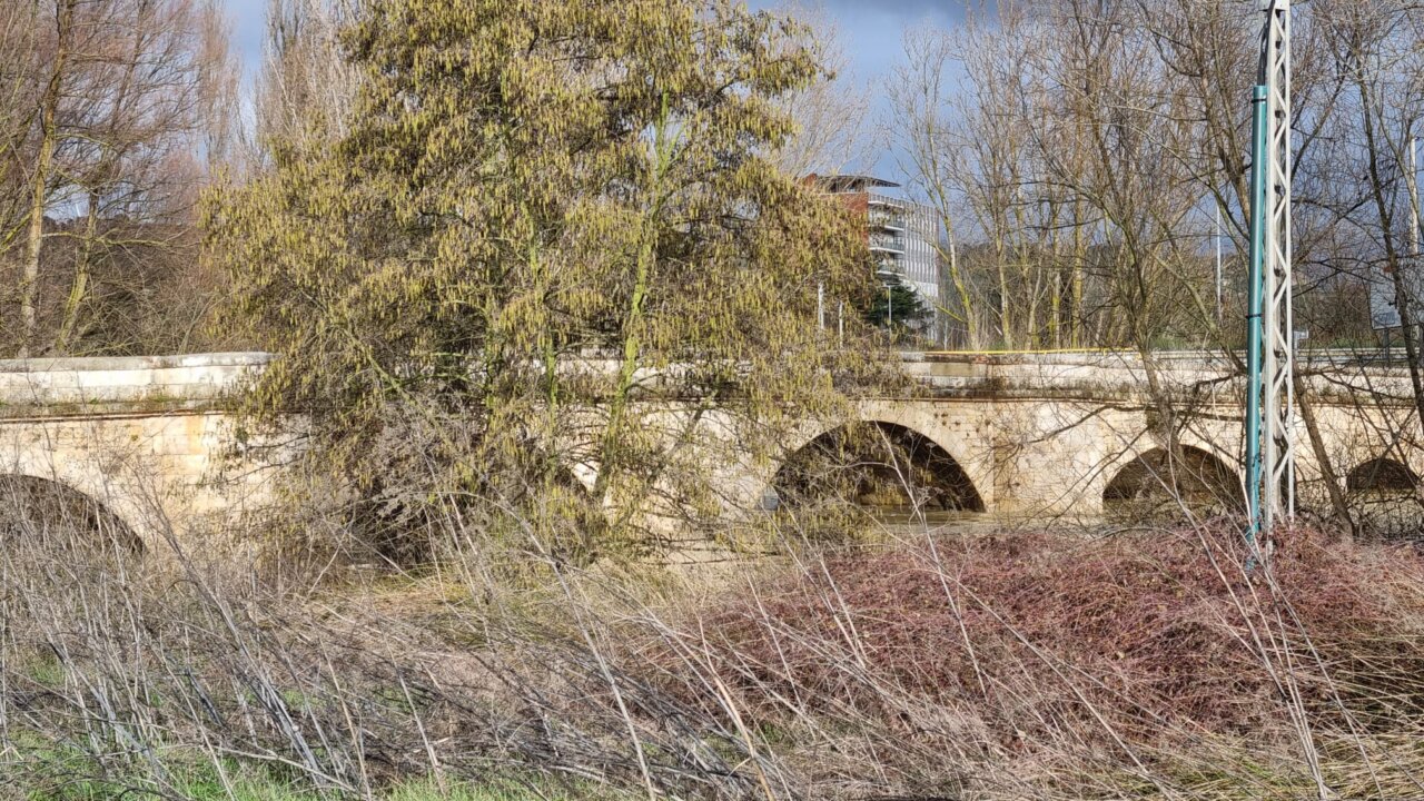 Vista del río Carrión en Palencia con vegetación y un puente