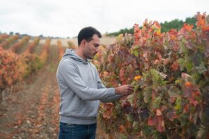 Hombre trabajando en viñedo de Bodega Carreprado en otoño