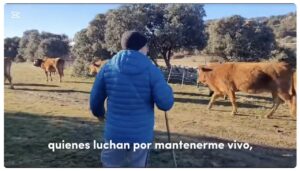 Una persona en un campo con vacas, reflejando la lucha por el medio rural.