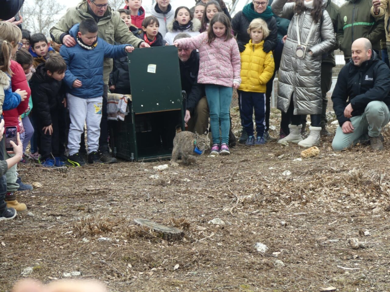 Liberación de linces ibéricos en el Cerrato Palentino con niños presentes