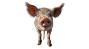 Cerdo en la XVIII Matanza del Cerdo en Baños de Cerrato