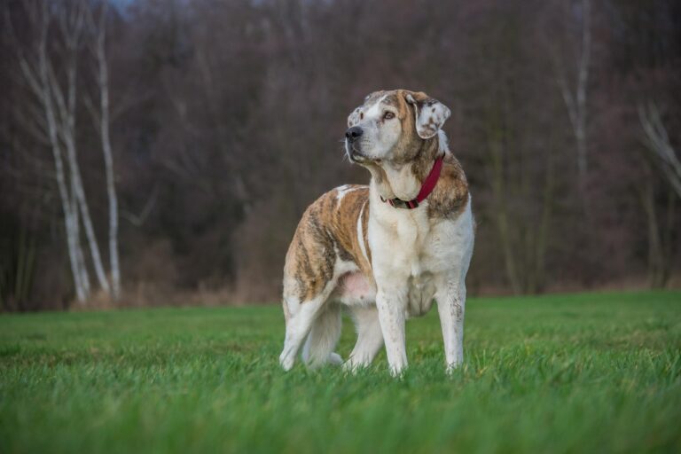 Perro mastín en un campo, observando el entorno natural