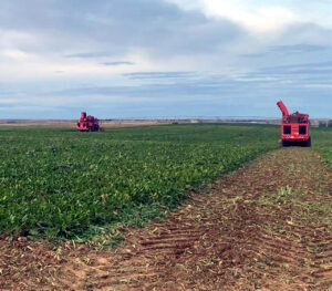 Tractores recolectando remolacha en un campo de Castilla y León.