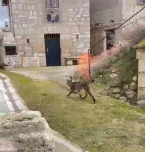 Lince ibérico llamado Virgo paseando entre casas en Villalobón