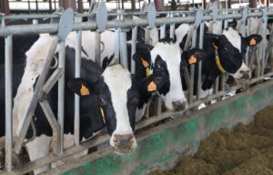 Vacas en una granja de leche en Palencia, España