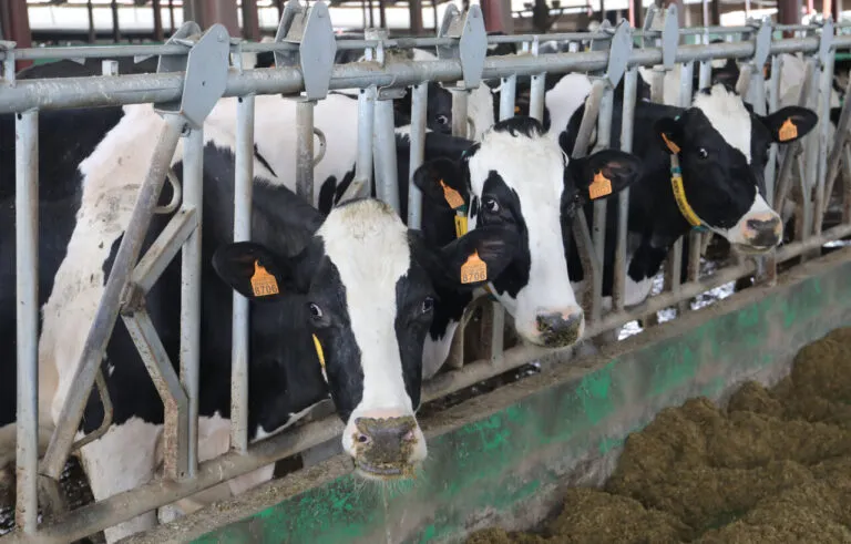 Vacas en una granja de leche en Palencia, España