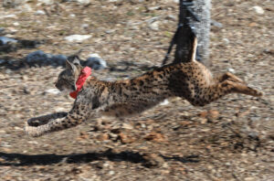 Lince ibérico corriendo en el bosque tras ser liberado