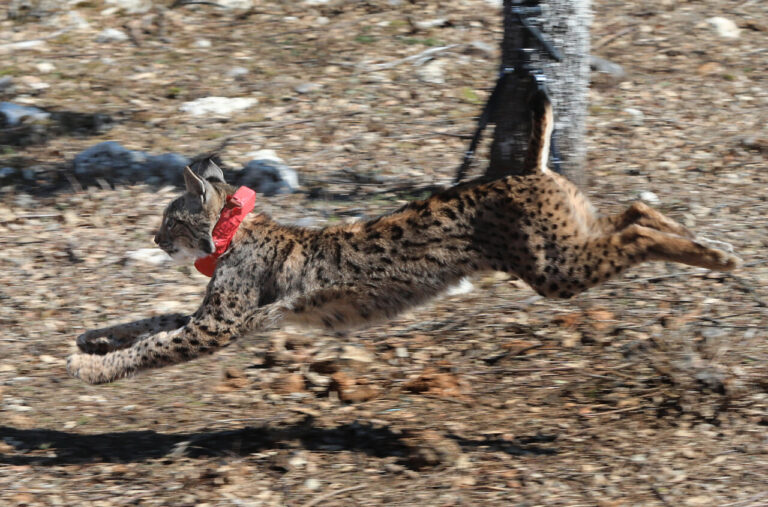 Lince ibérico corriendo en el bosque tras ser liberado