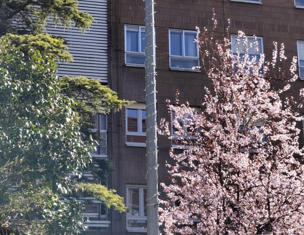 Farolas de Palencia con luces navideñas y árboles en flor