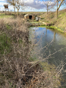 Vista de un humedal en Marcilla con vegetación seca y agua clara