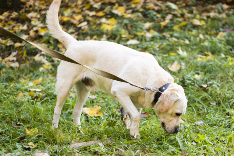 Labrador amarillo paseando por un parque con correa
