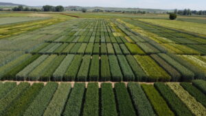 Vista aérea de campos de ensayo agrícolas con diferentes cultivos.