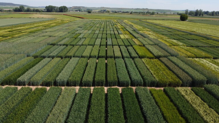 Vista aérea de campos de ensayo agrícolas con diferentes cultivos.