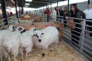 Raza Churra en la Feria Nacional del Ganado Ovino Selecto