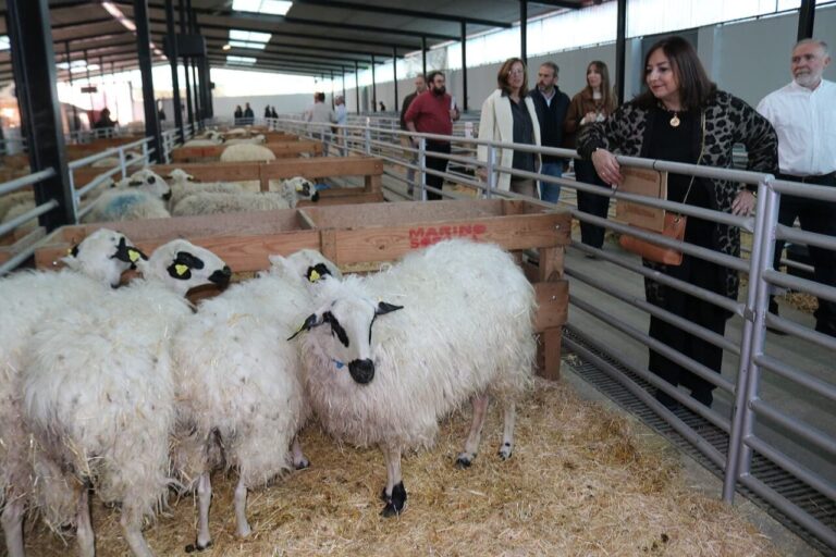 Raza Churra en la Feria Nacional del Ganado Ovino Selecto