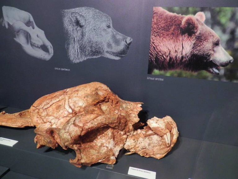 Fósil de oso cavernario expuesto en el Museo de Palencia
