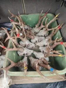 Cráneos de corzo y cabra montesa en un maletero